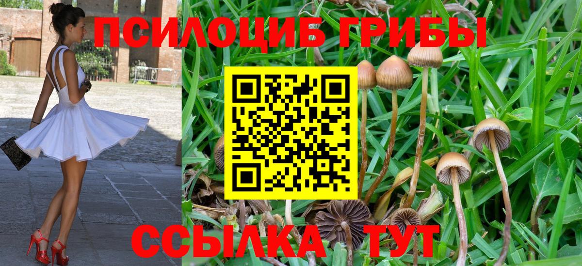 Псилоцибиновые грибы Psilocybine cubensis Оренбург